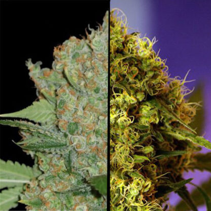 AK 47 x Big Devil auto fem