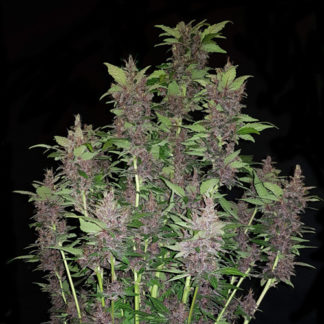 Frau Schwarze auto fem