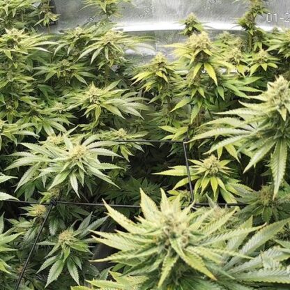 Kosher Kush — изображение 2