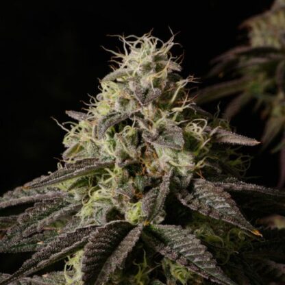 Kosher Kush