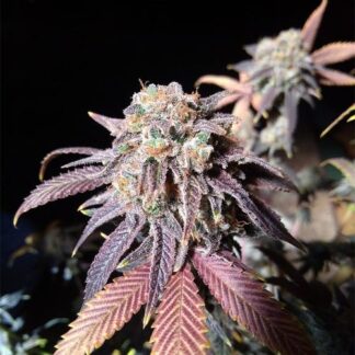 Red Poison Gelato auto fem