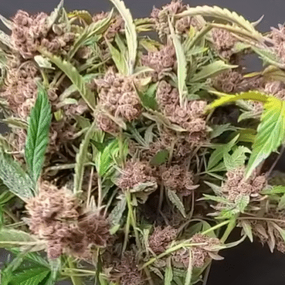 Red Poison Gelato auto fem — изображение 2